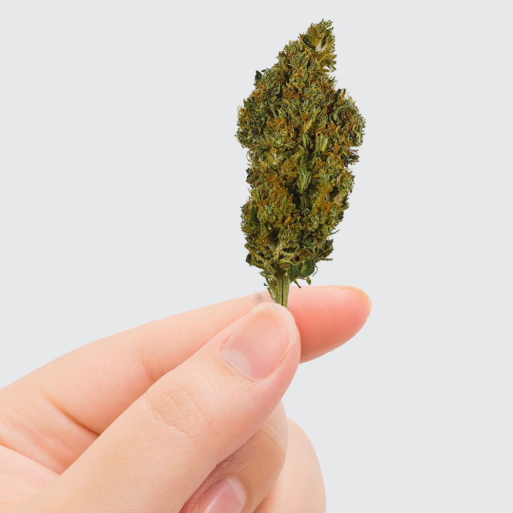 Fleur de CBD Sherbet — vue 2
